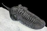 Morocconites Trilobite Fossil - Morocco #108538-5
